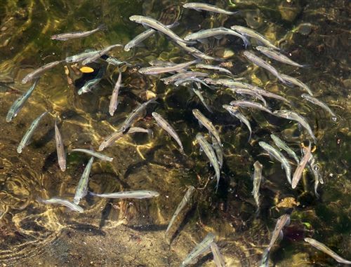 嶗山仙胎魚圖片【山東青島:2000尾嶗山仙胎魚】