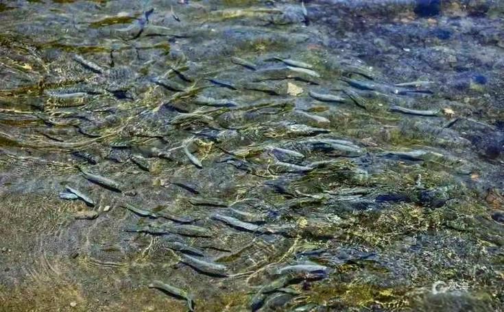嶗山仙胎魚圖片【山東青島:2000尾嶗山仙胎魚】