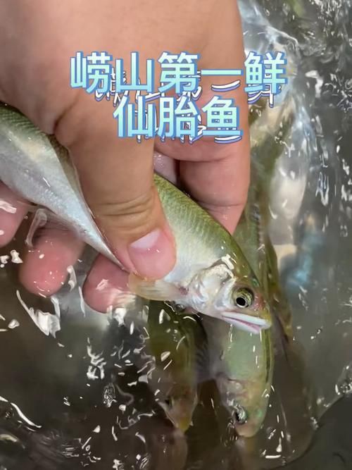 嶗山仙胎魚圖片【山東青島:2000尾嶗山仙胎魚】