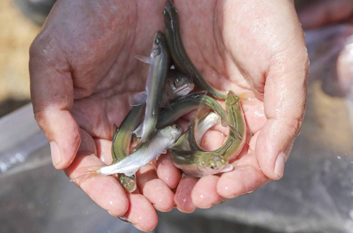 嶗山仙胎魚圖片【山東青島:2000尾嶗山仙胎魚】