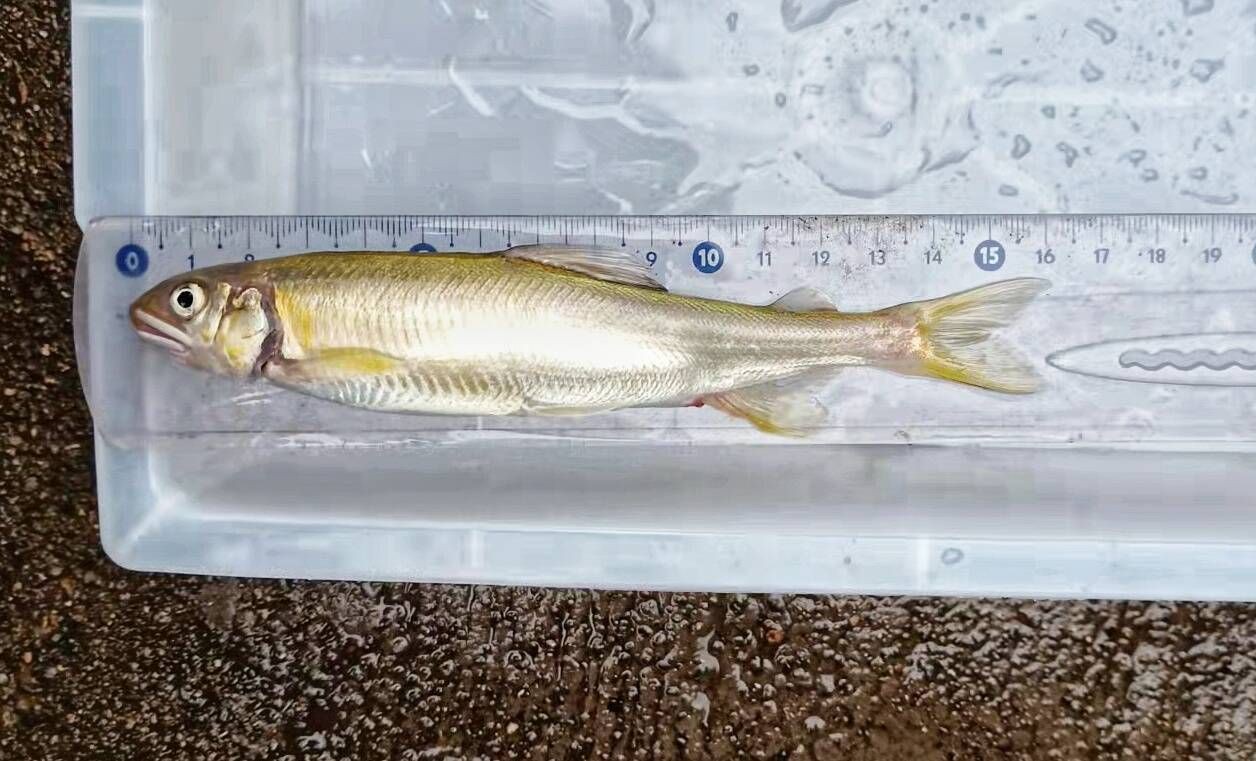 嶗山仙胎魚圖片【山東青島:2000尾嶗山仙胎魚】