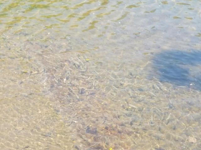 嶗山仙胎魚圖片【山東青島:2000尾嶗山仙胎魚】