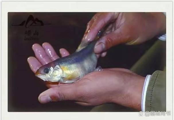 嶗山仙胎魚圖片【山東青島:2000尾嶗山仙胎魚】