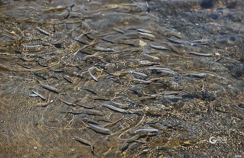 嶗山仙胎魚圖片【山東青島:2000尾嶗山仙胎魚】