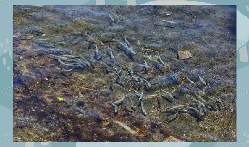 嶗山仙胎魚圖片【山東青島:2000尾嶗山仙胎魚】