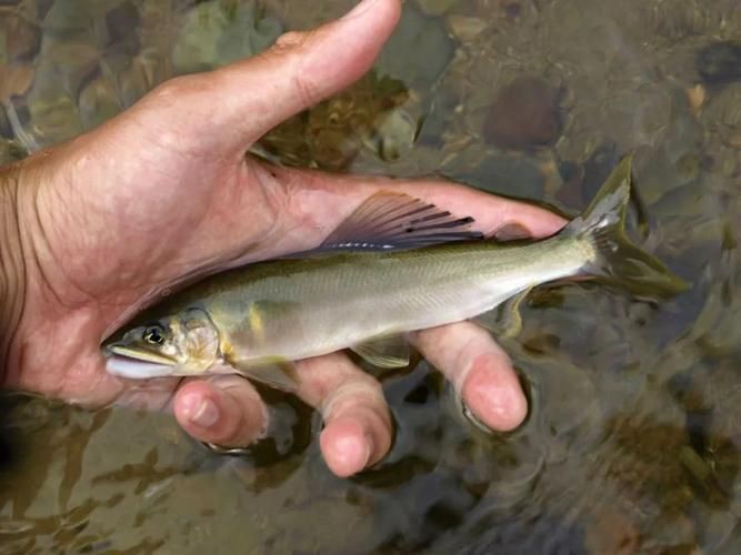 嶗山仙胎魚圖片【山東青島:2000尾嶗山仙胎魚】