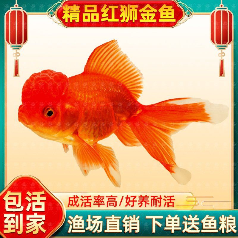 紅頭紅獅是雜魚嗎【《紅頭紅獅是雜魚嗎》聚焦于對特定魚類—紅頭紅獅身份定位探討】