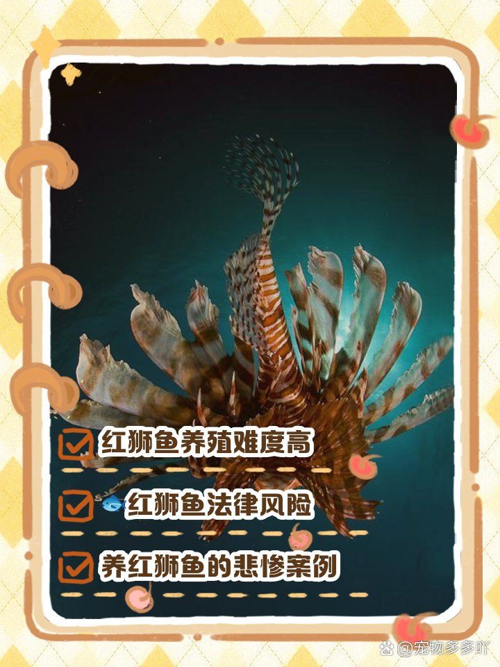 紅頭紅獅是雜魚嗎【《紅頭紅獅是雜魚嗎》聚焦于對特定魚類—紅頭紅獅身份定位探討】