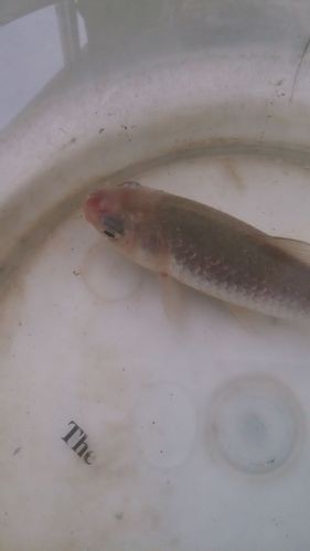 魚充血的圖片【關于觀賞魚充血的圖片】
