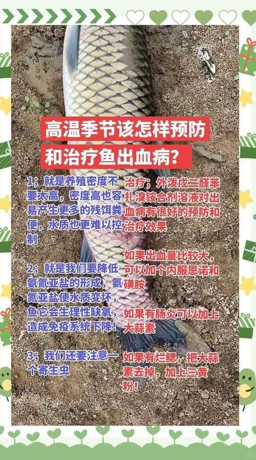 魚充血的圖片【關于觀賞魚充血的圖片】