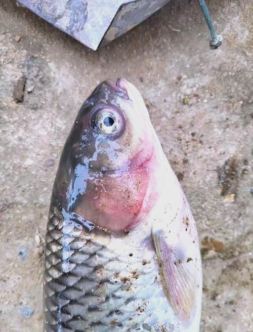 魚充血的圖片【關于觀賞魚充血的圖片】