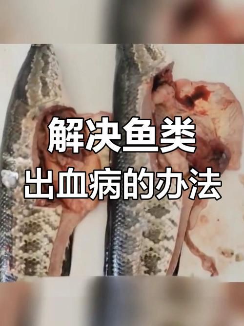 魚充血的圖片【關于觀賞魚充血的圖片】