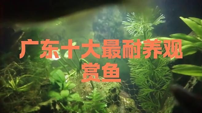 有哪些魚類適合南方魚缸？【南方魚缸適合養哪些魚】