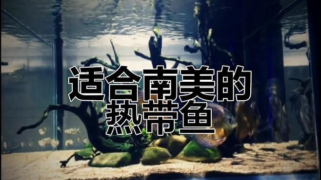有哪些魚類適合南方魚缸？【南方魚缸適合養哪些魚】