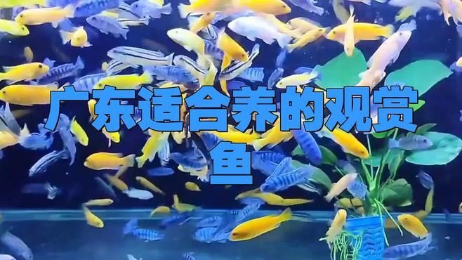 有哪些魚類適合南方魚缸？【南方魚缸適合養哪些魚】