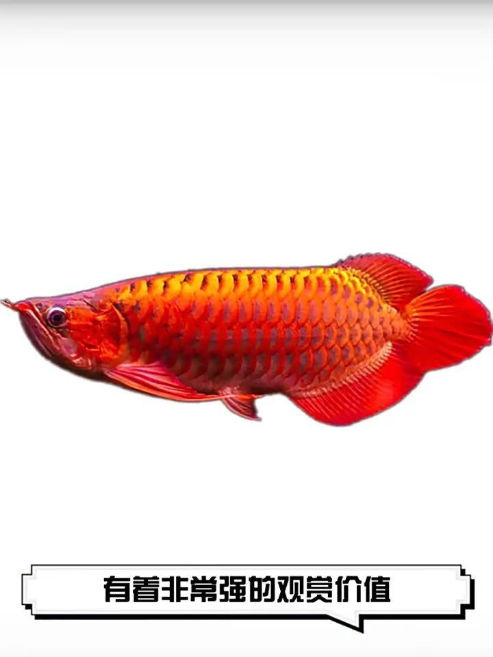 紅辣椒紅龍魚價格【紅辣椒紅龍魚一般多少錢】