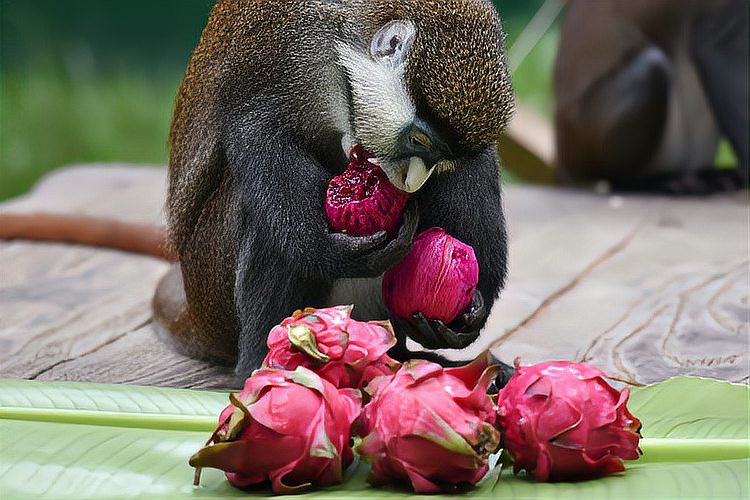 什么動物愛吃紅龍果【紅心火龍果為什么受到多種動物喜愛】
