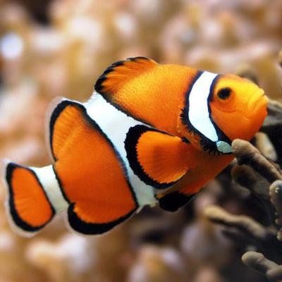 魚鰭爛成一根一根的【爛鰭病的治療方法】