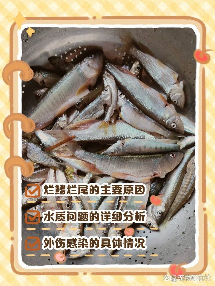 魚鰭爛成一根一根的【爛鰭病的治療方法】
