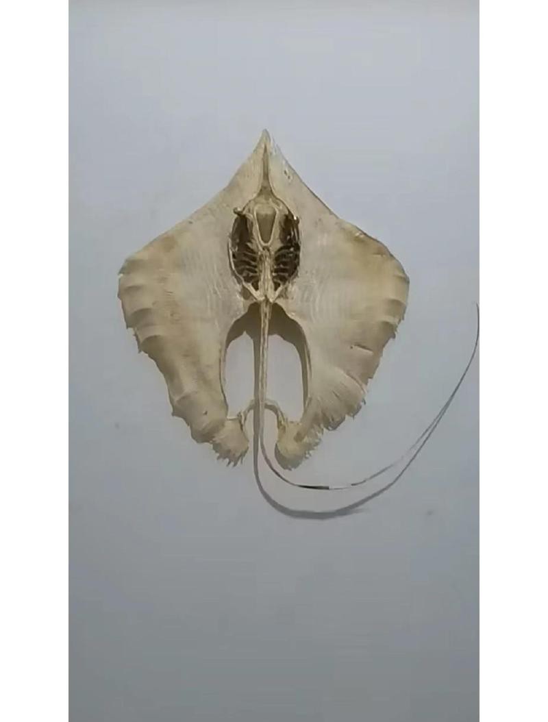 世界十大魔鬼魚【“世界十大魔鬼魚”躍水高度紀錄保持者——】