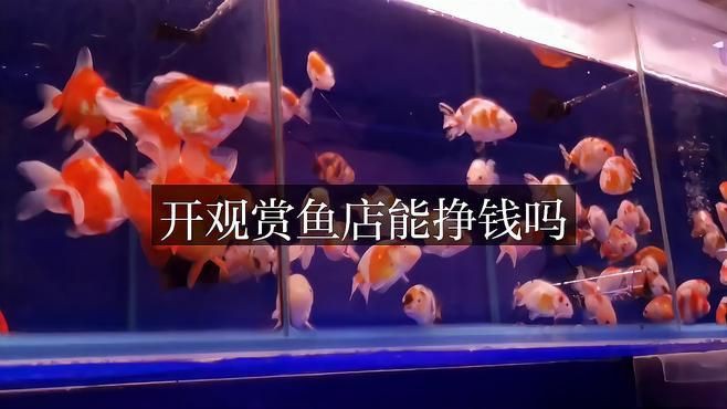 開個水族館賣魚掙錢嗎【開一個水族館賣魚掙錢嗎加盟寶典開觀賞魚店能掙錢嗎】