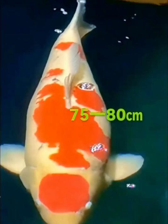 丹頂錦鯉最貴品種叫什么【丹頂錦鯉多少錢一條附丹頂錦鯉魚多少錢一條附丹頂錦鯉魚種類農技之家】