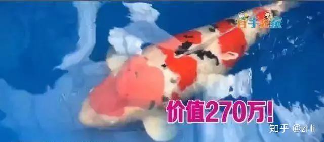 丹頂錦鯉最貴品種叫什么【丹頂錦鯉多少錢一條附丹頂錦鯉魚多少錢一條附丹頂錦鯉魚種類農技之家】