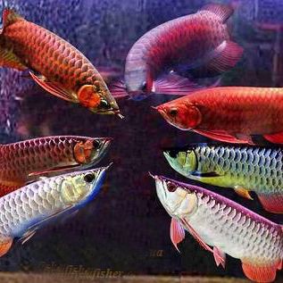 原生龍魚的生活習性【原生龍魚的生活習性和習性和飼養方法介紹魚樂圈教官】