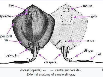 魔鬼魚的身體結構圖【揭秘海洋中究竟誰才是“魔鬼魚”】