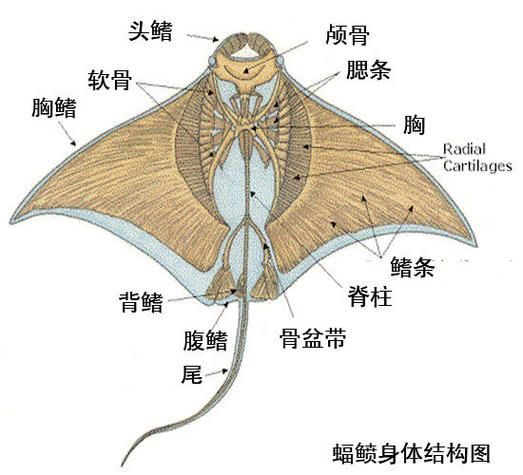 魔鬼魚的身體結構圖【揭秘海洋中究竟誰才是“魔鬼魚”】