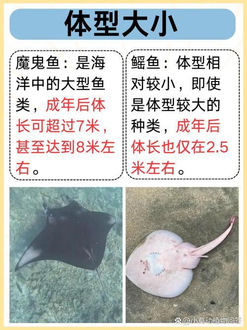 魔鬼魚的身體結構圖【揭秘海洋中究竟誰才是“魔鬼魚”】