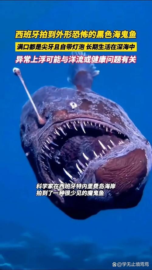 魔鬼魚的身體結構圖【揭秘海洋中究竟誰才是“魔鬼魚”】