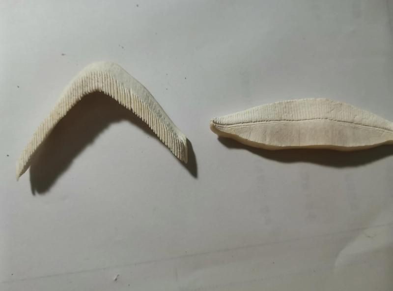 魔鬼魚的身體結構圖【揭秘海洋中究竟誰才是“魔鬼魚”】