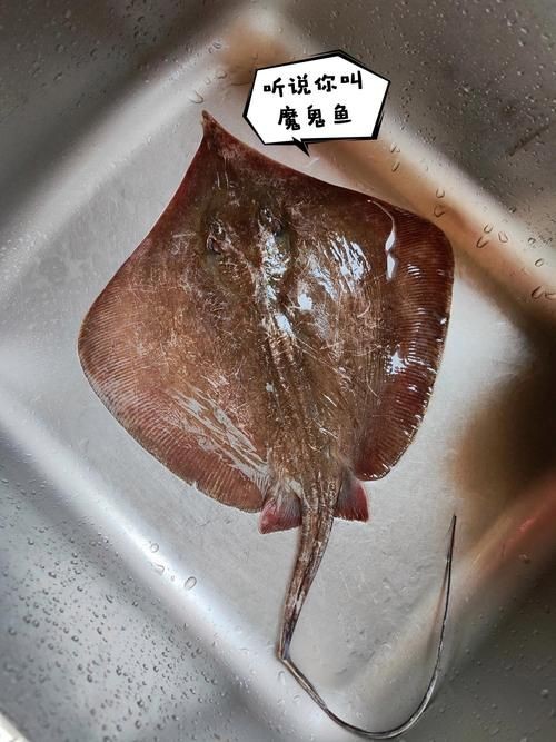 魔鬼魚的身體結構圖【揭秘海洋中究竟誰才是“魔鬼魚”】