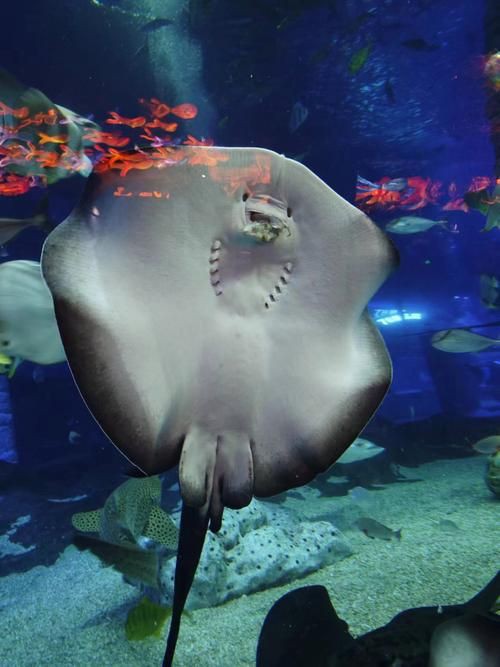 魔鬼魚的身體結構圖【揭秘海洋中究竟誰才是“魔鬼魚”】