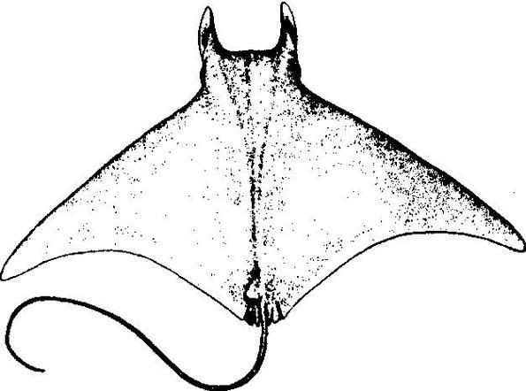 魔鬼魚的身體結構圖【揭秘海洋中究竟誰才是“魔鬼魚”】