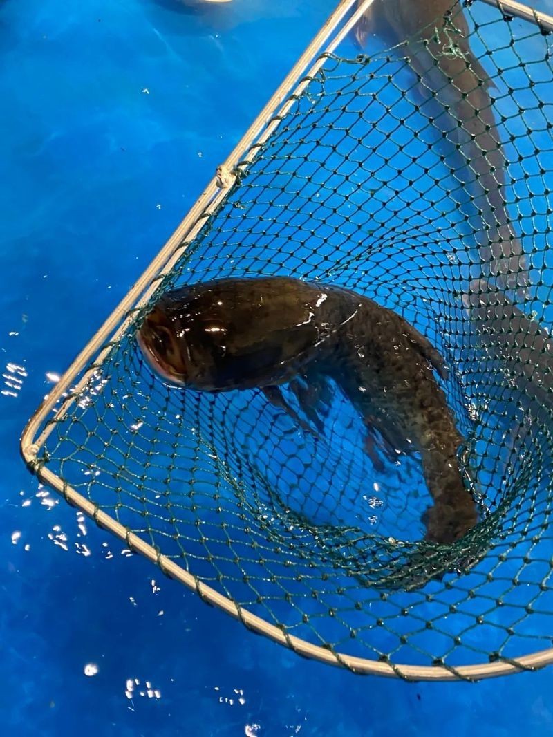 當(dāng)陽龍魚店【宜昌當(dāng)陽龍魚店開業(yè)2個(gè)月天天排隊(duì)爆滿竟藏著大秘密…】