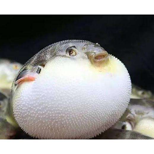 河豚是淡水魚還是海水魚【河豚是淡水魚還是海水魚淡水魚淡水河豚有哪些種類】