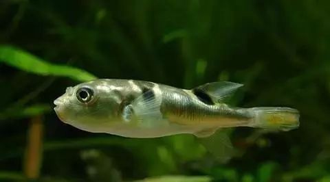 河豚是淡水魚(yú)還是海水魚(yú)【河豚是淡水魚(yú)還是海水魚(yú)淡水魚(yú)淡水河豚有哪些種類(lèi)】 河豚是淡水魚(yú)還是海水魚(yú)【河豚是淡水魚(yú)還是海水魚(yú)淡水魚(yú)淡水河豚有哪些種類(lèi)】 龍魚(yú)論壇 第8張