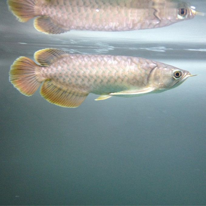 小龍魚長什么樣子【小龍魚從卵到龍全過程,你絕對沒看過!】 龍魚百科 第6張 小龍魚長什么樣子【小龍魚從卵到龍全過程,你絕對沒看過!】 小龍魚長什么樣子【小龍魚從卵到龍全過程,你絕對沒看過!】 龍魚百科 第6張