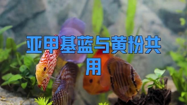 甲基藍(lán)和黃粉可以一起用嗎【甲基藍(lán)和黃粉能一起使用嗎】