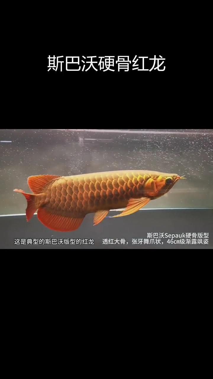 斯巴沃紅龍有哪些品種？【斯巴沃紅龍:透紅大骨與穩(wěn)健成長(zhǎng)】