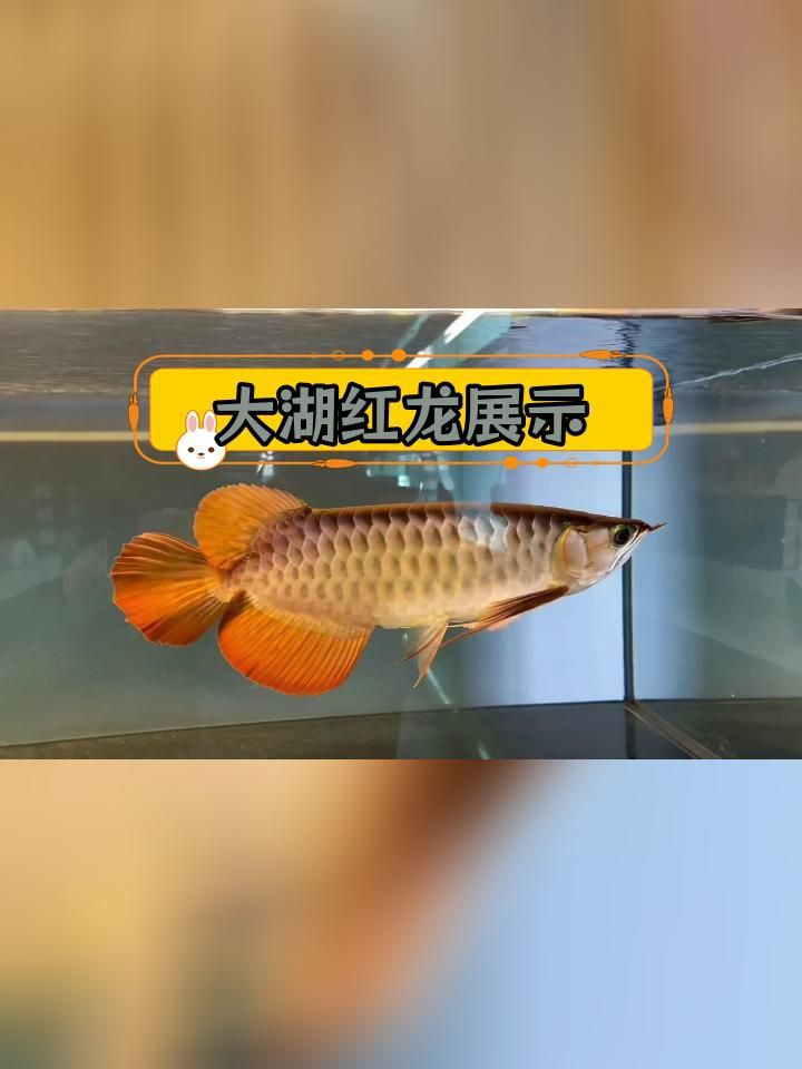 斯巴沃紅龍有哪些品種？【斯巴沃紅龍:透紅大骨與穩(wěn)健成長(zhǎng)】