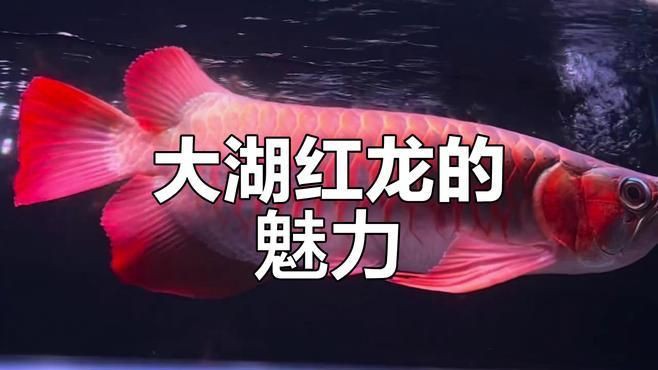 斯巴沃紅龍有哪些品種？【斯巴沃紅龍:透紅大骨與穩(wěn)健成長(zhǎng)】