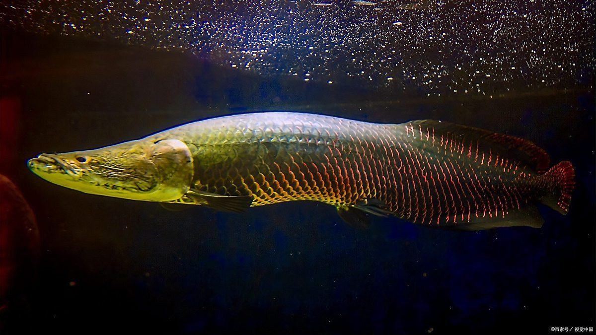 兩條龍魚是吉兆還是兇兆【兩條龍魚是吉兆還是兇兆？】 兩條龍魚是吉兆還是兇兆【兩條龍魚是吉兆還是兇兆？】 龍魚論壇 第4張