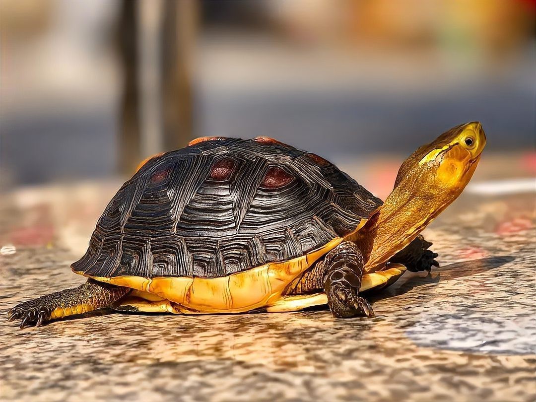 三萬年的白龜為什么這么貴呢【三萬年白龜天價之謎】