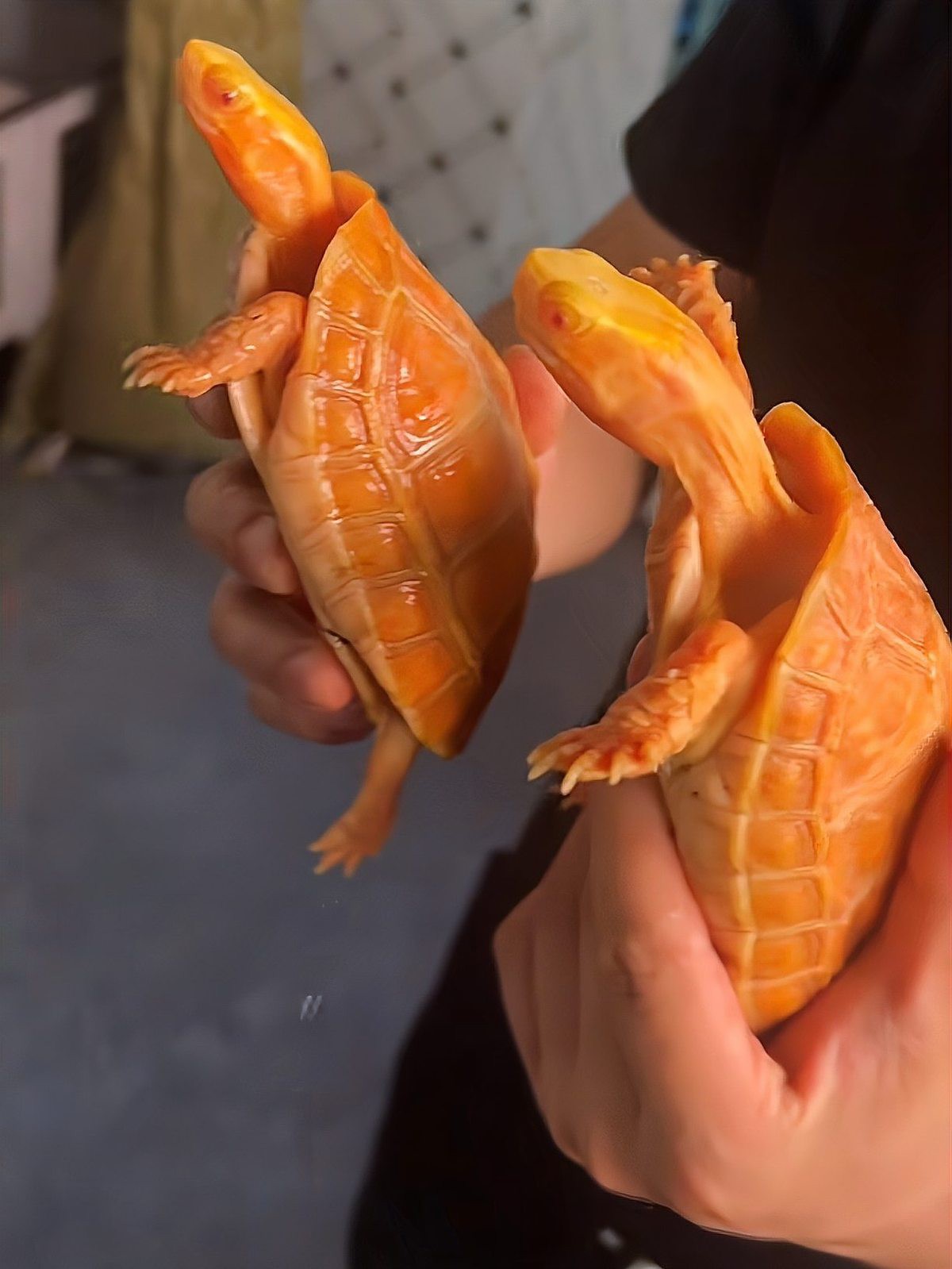 三萬年的白龜為什么這么貴呢【三萬年白龜天價之謎】