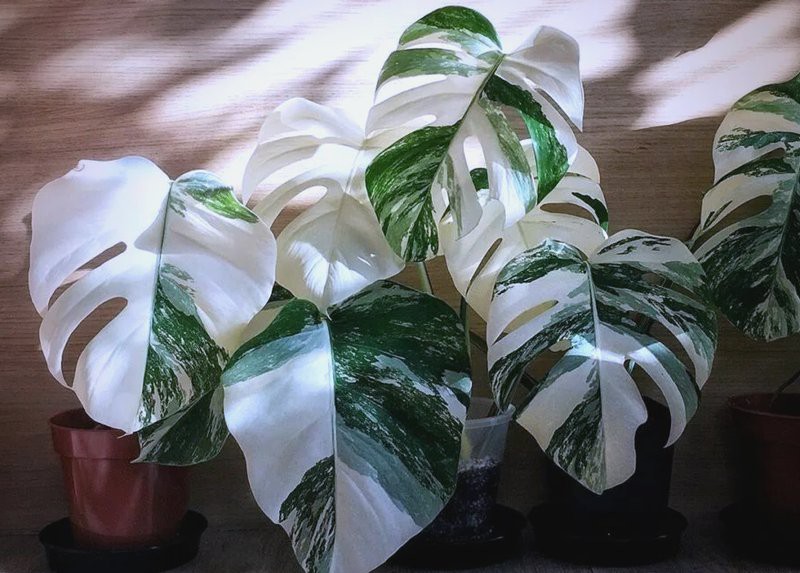 三萬年的白龜為什么這么貴呢【三萬年白龜天價之謎】