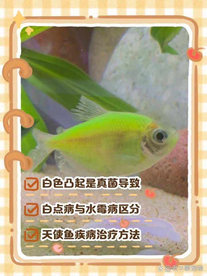 魚嘴凸起白色包要警惕【“魚嘴凸起白色包要警惕”，十年老魚友掏心窩分享5種病因一眼辨別】