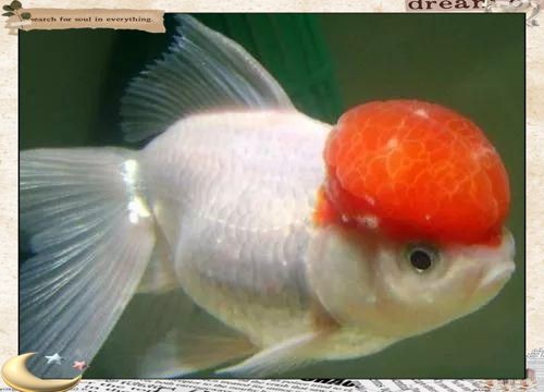 魚嘴凸起白色包要警惕【“魚嘴凸起白色包要警惕”，十年老魚友掏心窩分享5種病因一眼辨別】